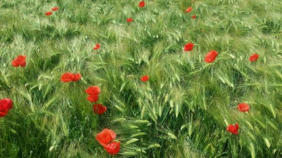 Münsterland-Sommer