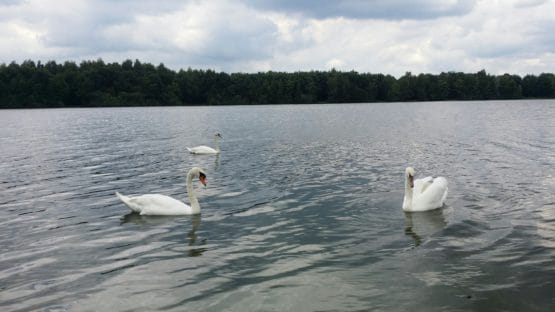 Leben hier gerne, die weißen Schwäne des Drilandsees