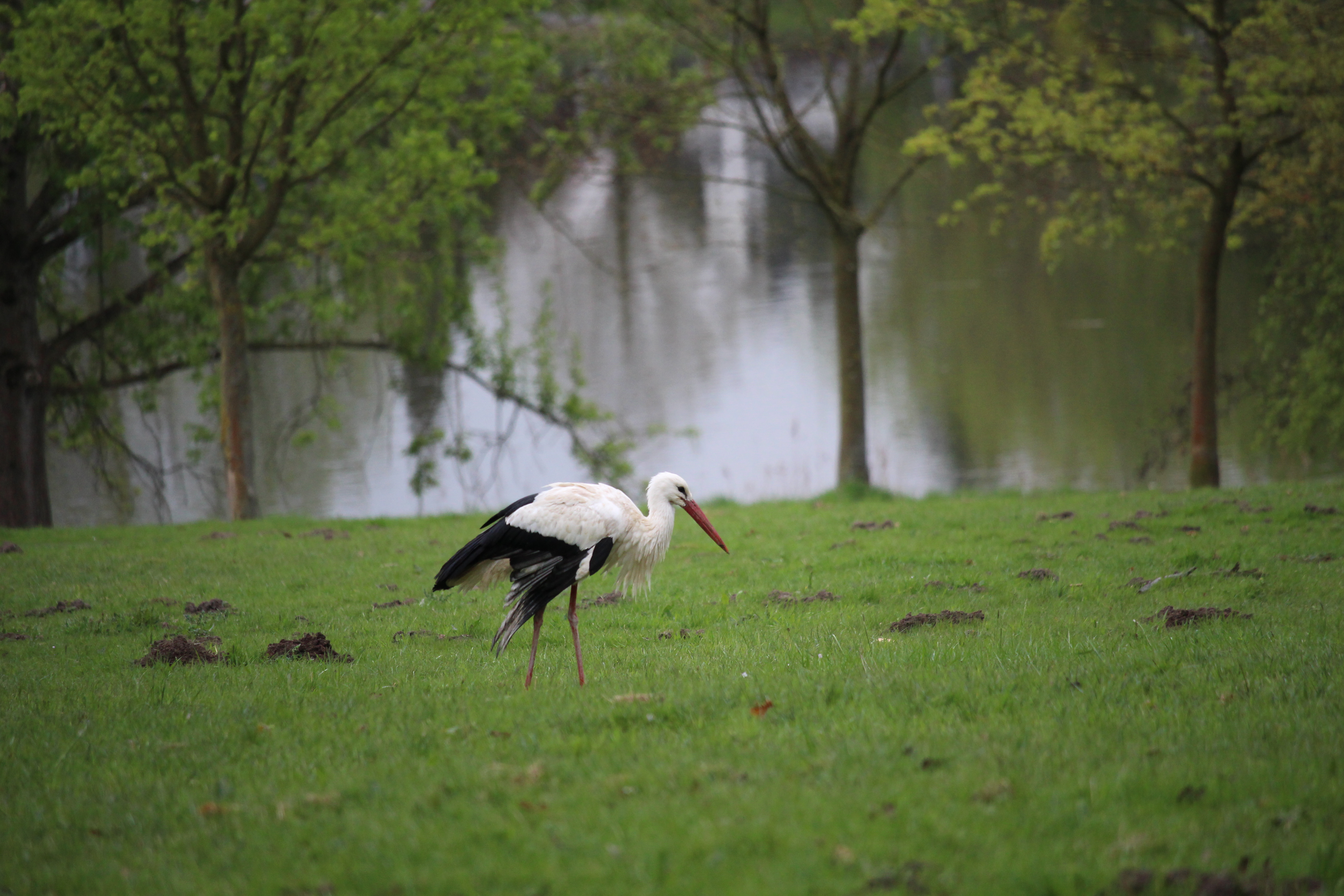 Storch_Aasee